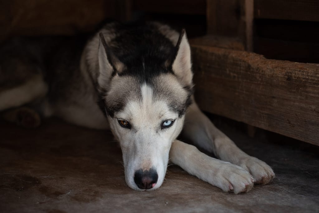 Chien