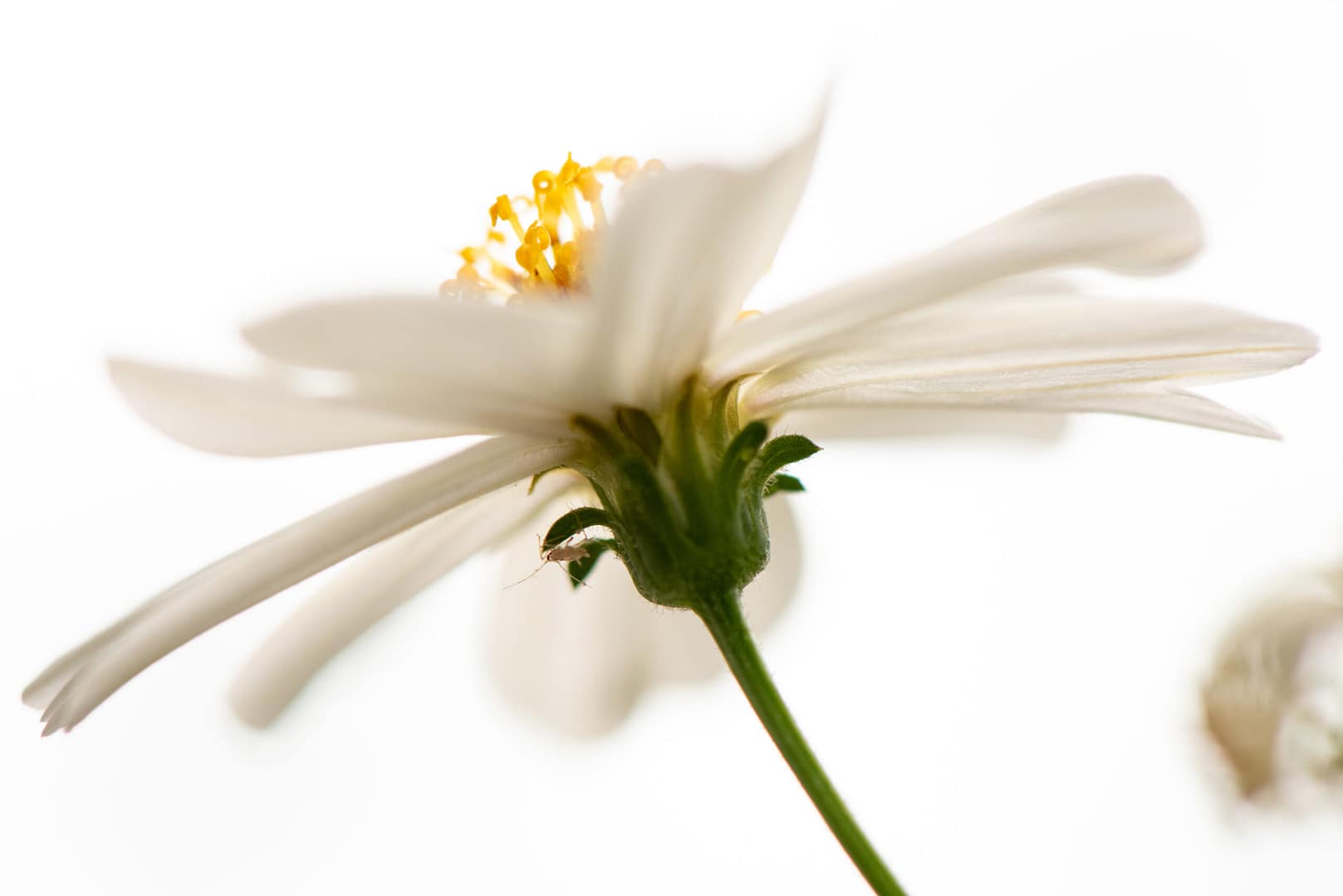 Fleur