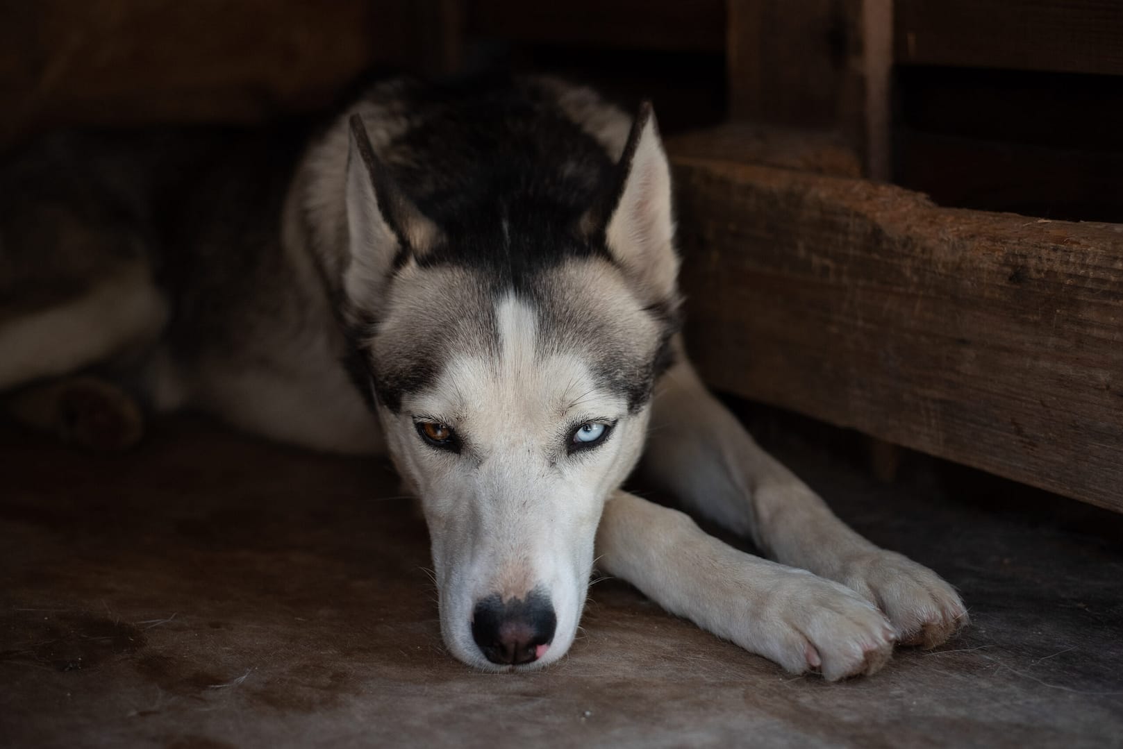 Chien