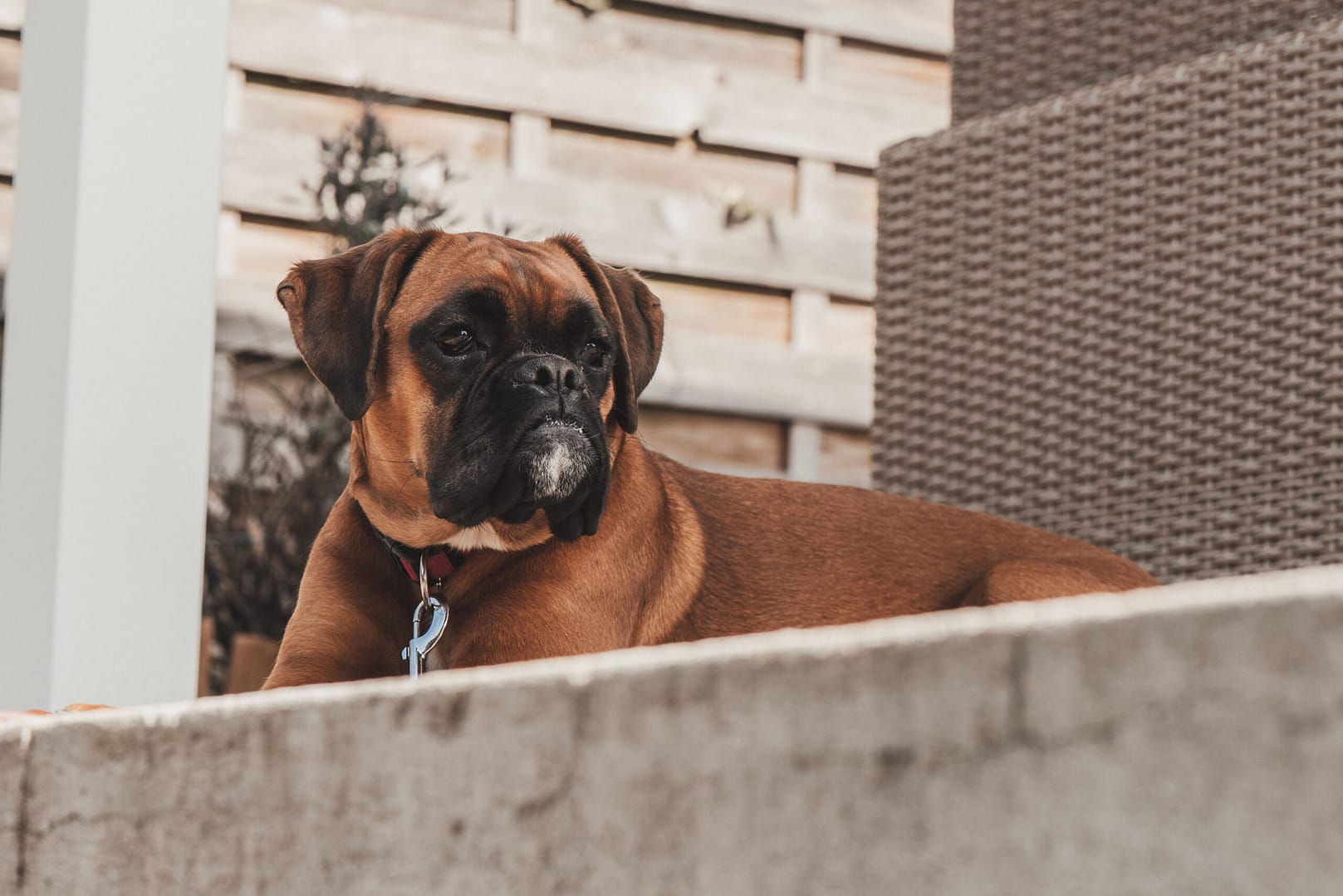 Chien