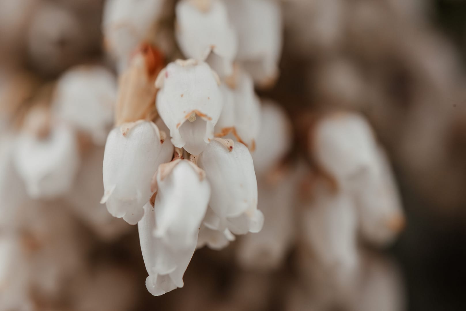 Fleurs